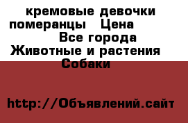 кремовые девочки померанцы › Цена ­ 30 000 - Все города Животные и растения » Собаки   